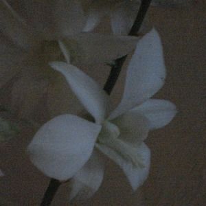 Meet your Posher, Ellen